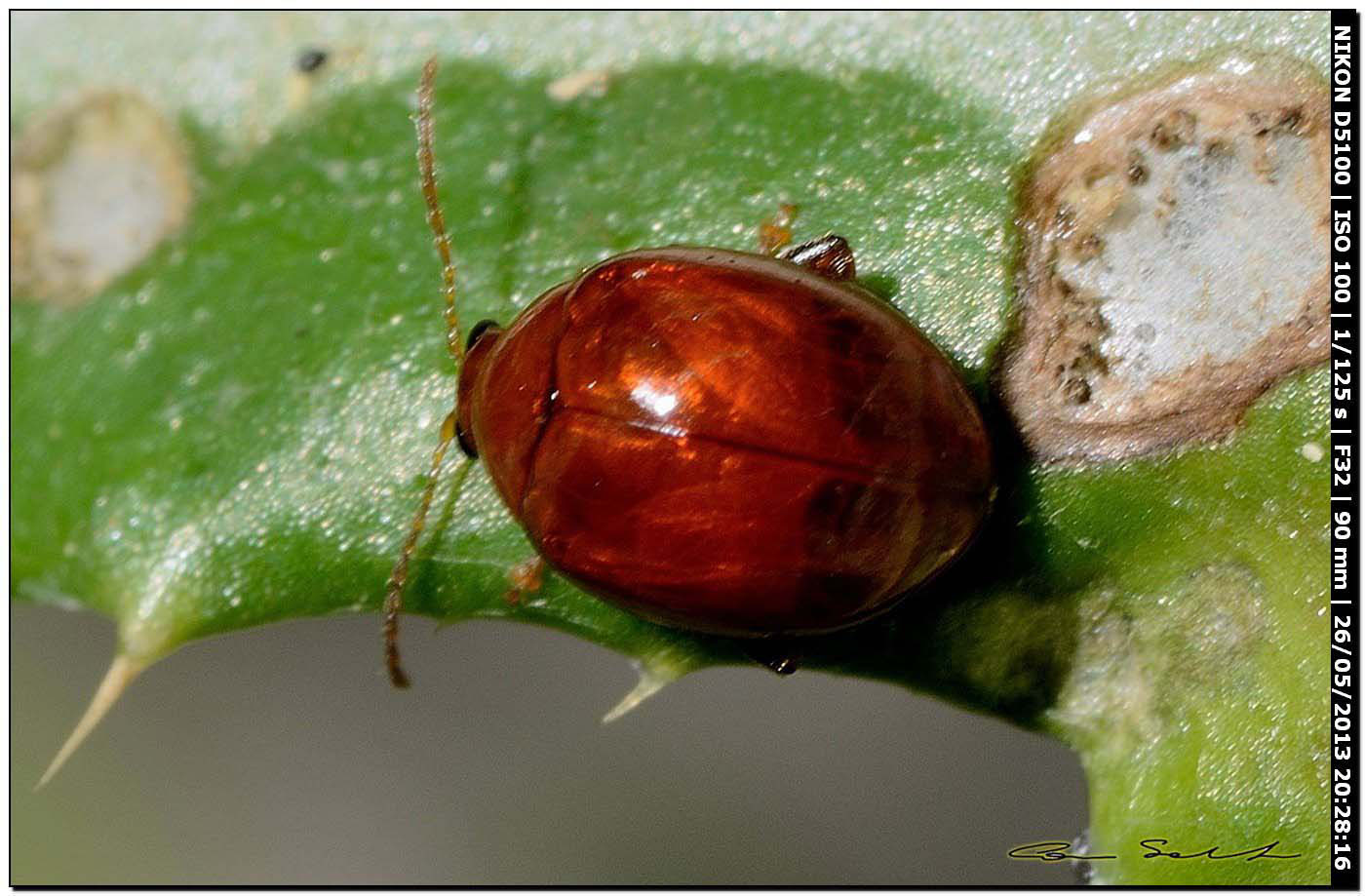 Chrysomelidae, Sphaeroderma rubidum